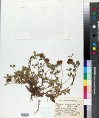 Trifolium involucratum image
