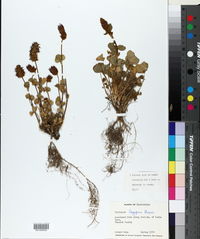 Image of Trifolium lagopus