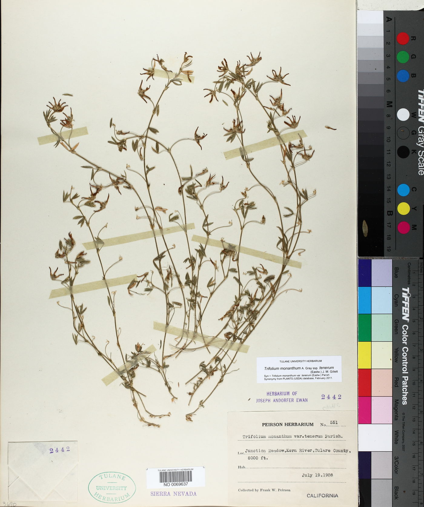 Trifolium monanthum subsp. tenerum image