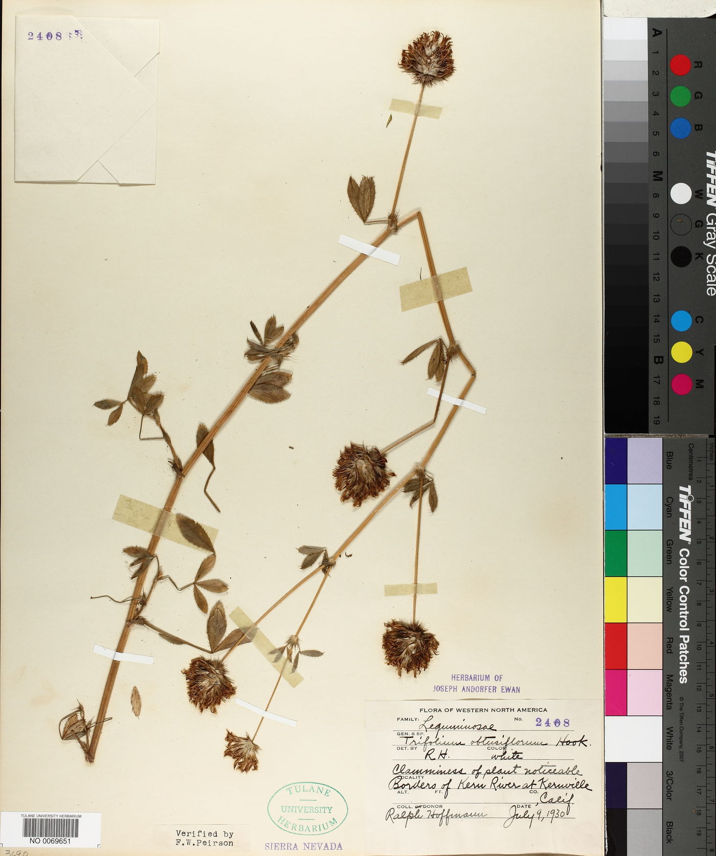Trifolium obtusiflorum image