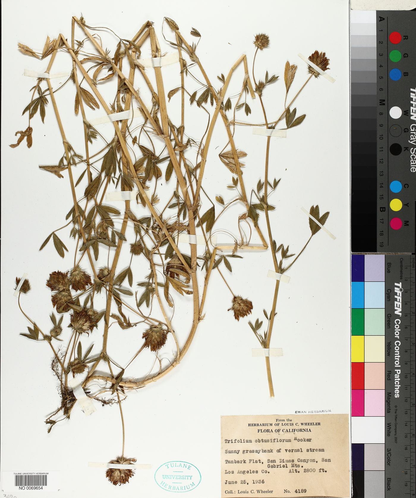 Trifolium obtusiflorum image