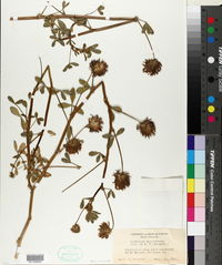 Trifolium obtusiflorum image