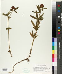 Trifolium alpestre image