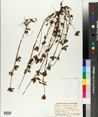 Trifolium ochroleucon image