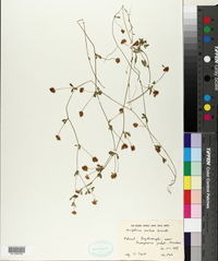 Trifolium patens image