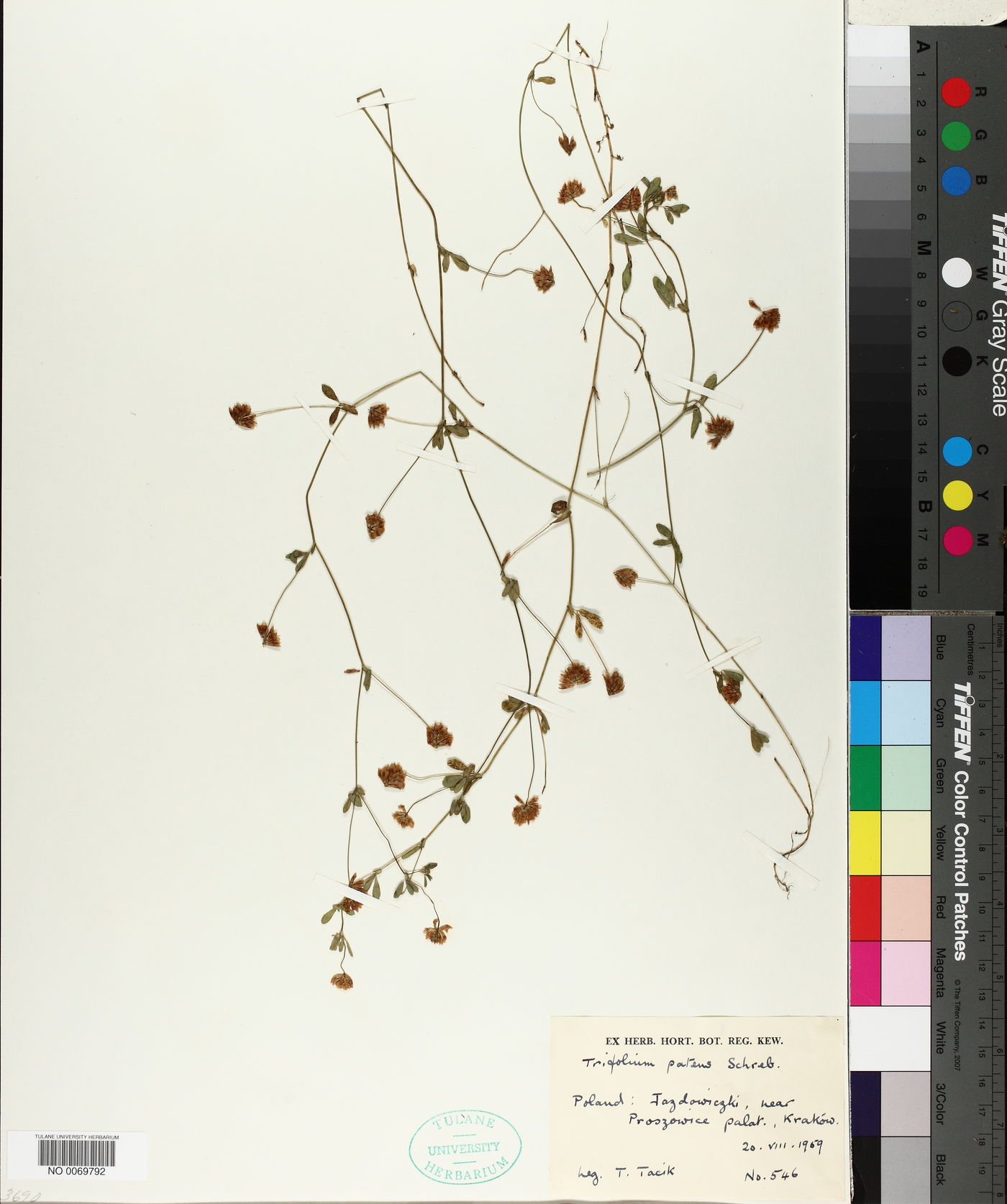 Trifolium patens image