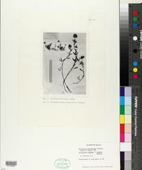 Image of Trifolium fistulosum