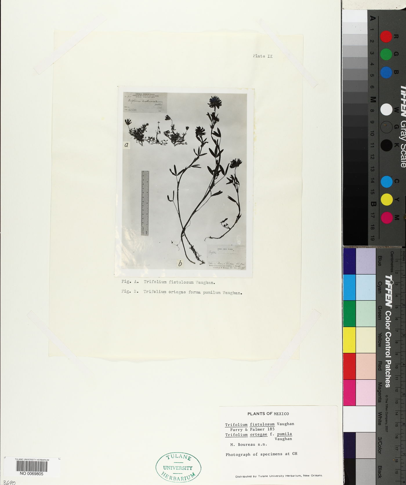 Trifolium fistulosum image