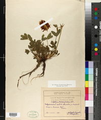 Trifolium trichocephalum image