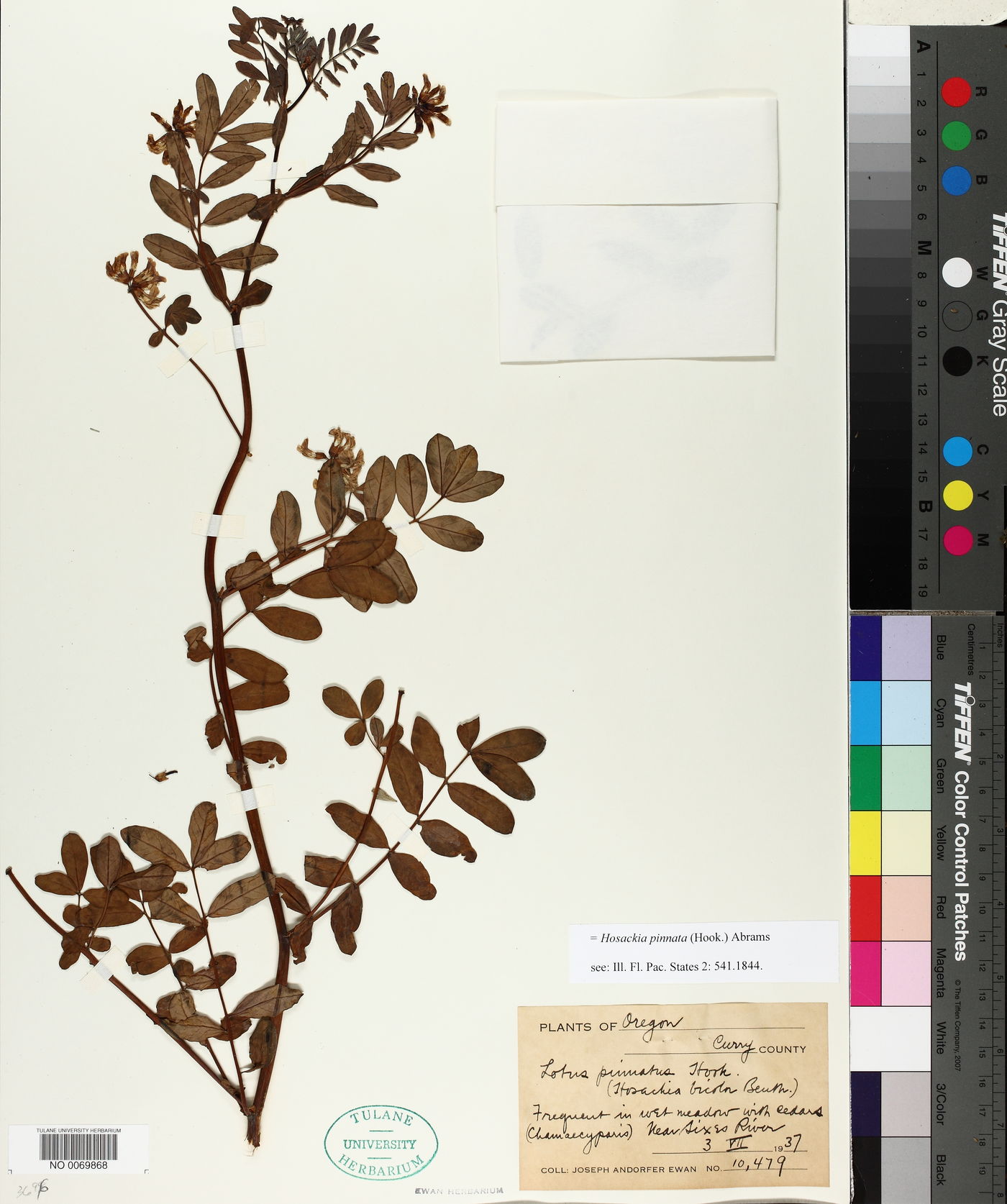 Hosackia pinnata image
