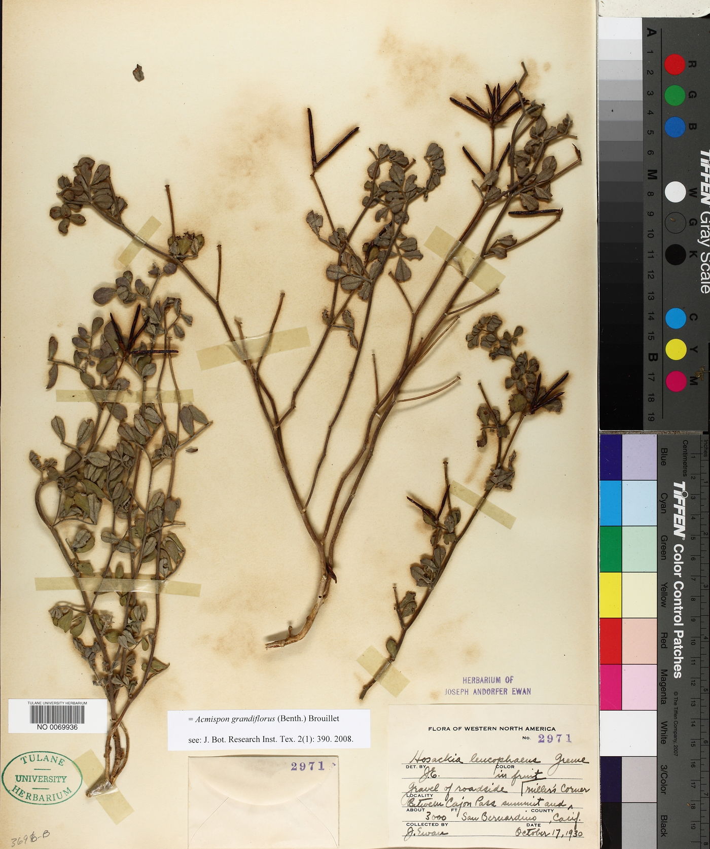 Acmispon grandiflorus image