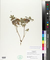 Image of Pediomelum latestipulatum