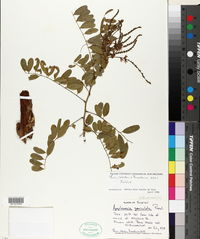 Apoplanesia paniculata image