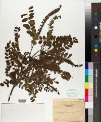 Amorpha californica image