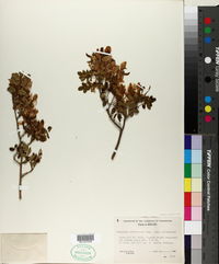 Harpalyce arborescens image