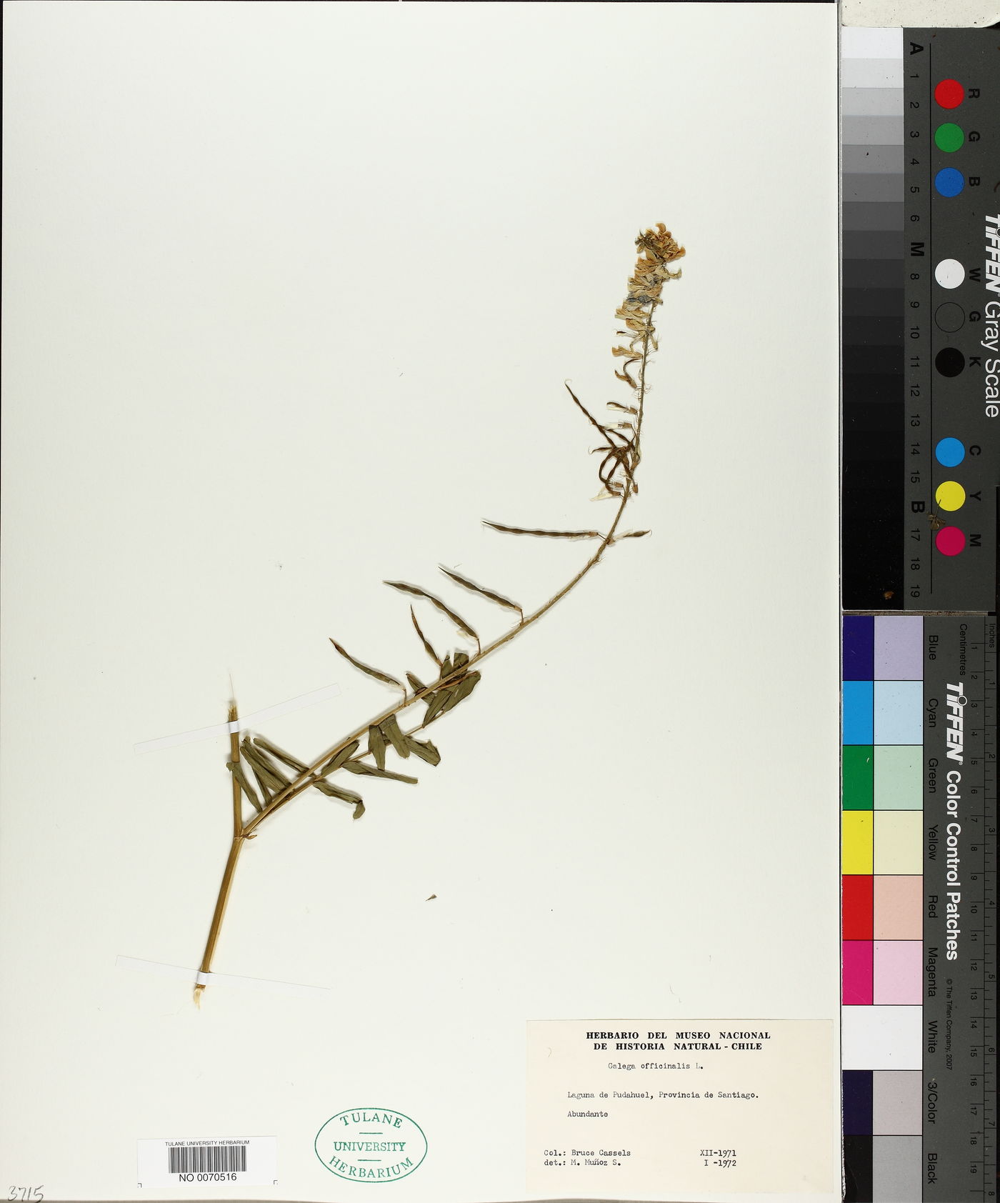 Galega officinalis image