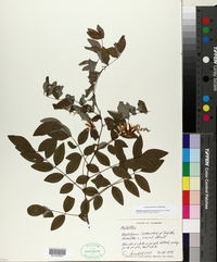 Image of Millettia japonica