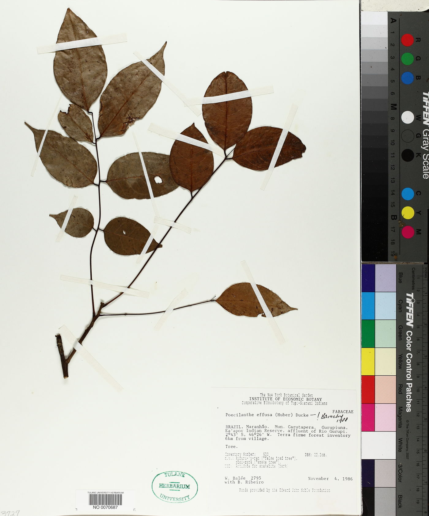 Poecilanthe image