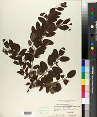 Robinia pseudoacacia image