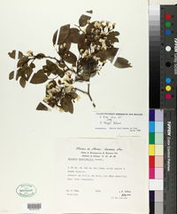 Diphysa macrophylla image
