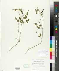 Coursetia greenmanii image