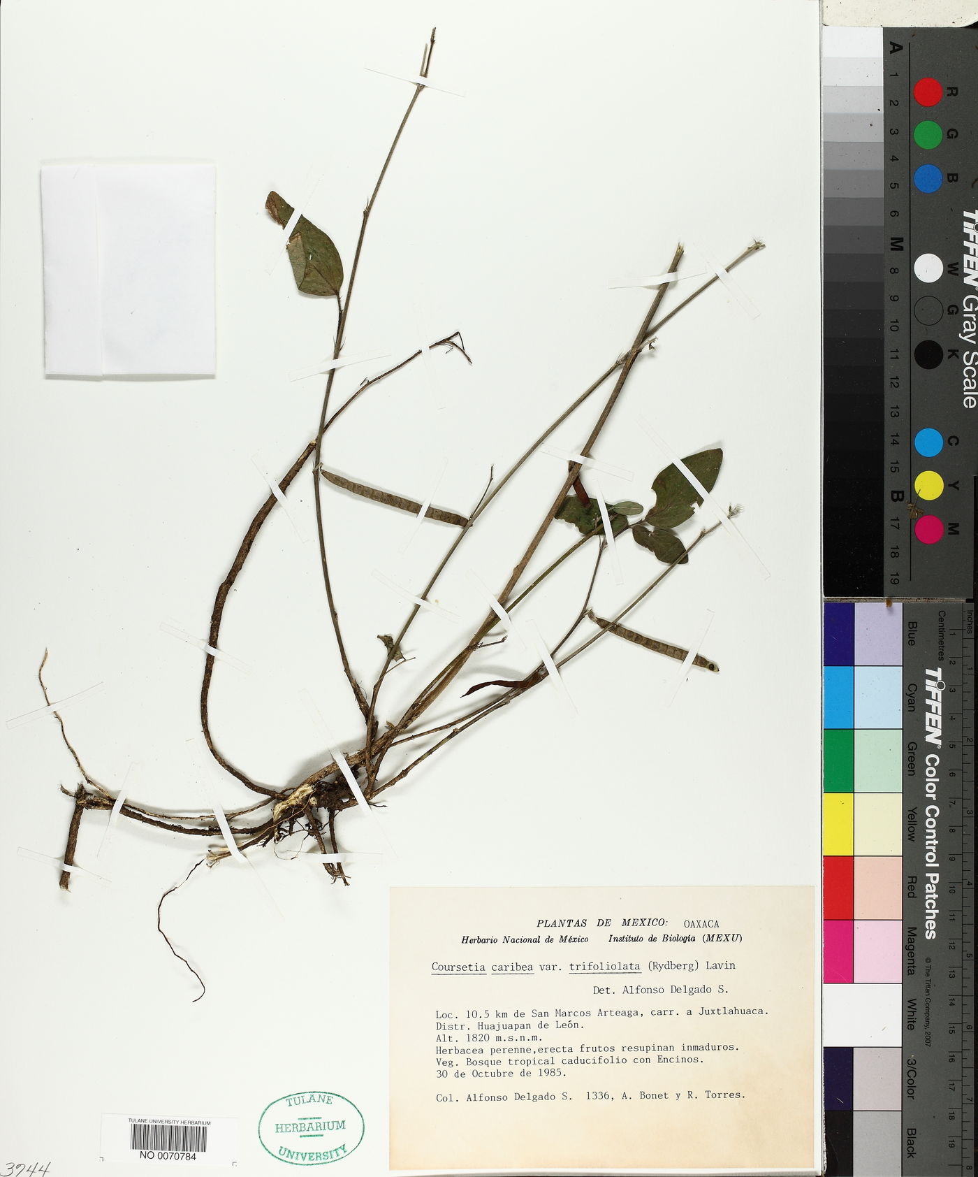 Coursetia caribaea var. trifoliolata image