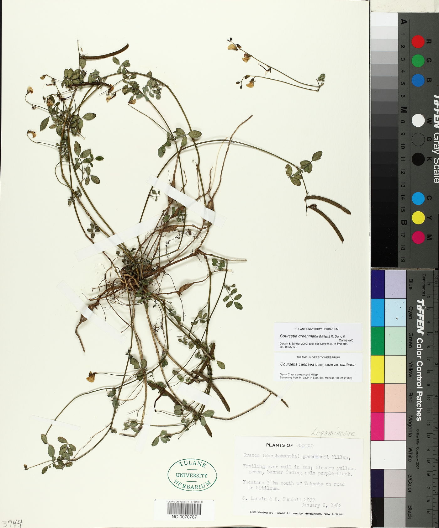 Coursetia greenmanii image