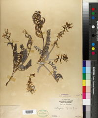 Astragalus layneae image