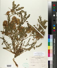Astragalus lentiginosus var. latus image