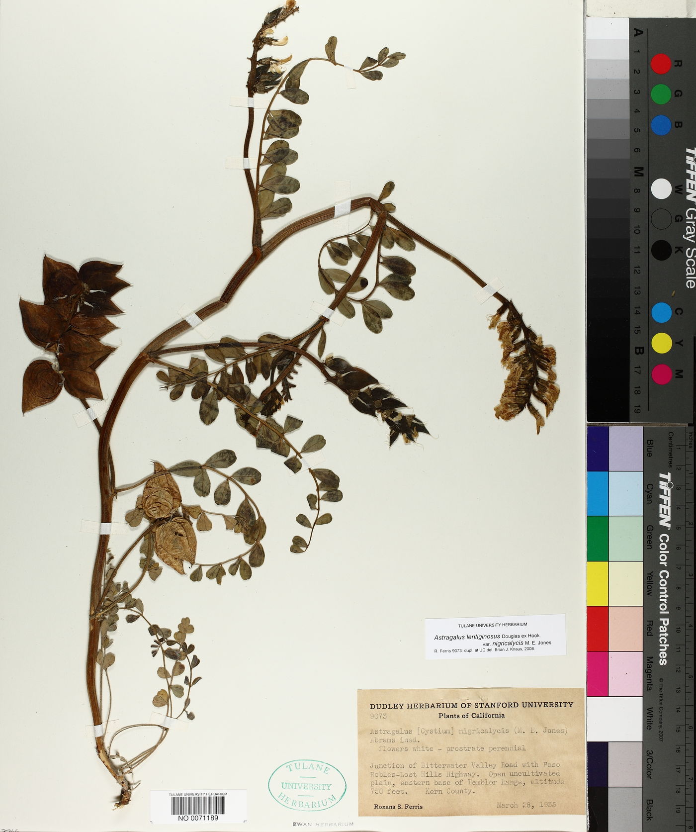 Astragalus lentiginosus var. nigricalycis image