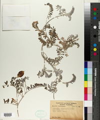 Astragalus miguelensis image