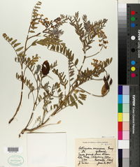 Astragalus oocarpus image