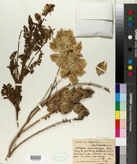 Astragalus pycnostachyus image