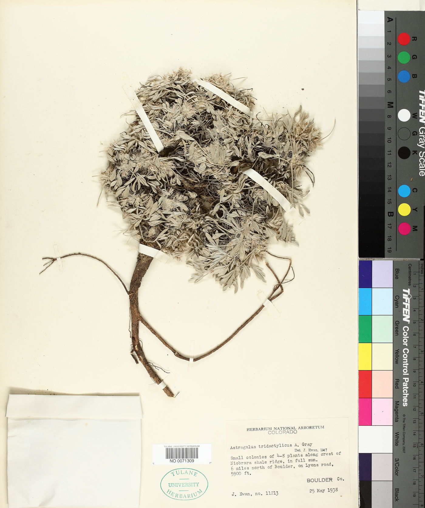 Astragalus tridactylicus image