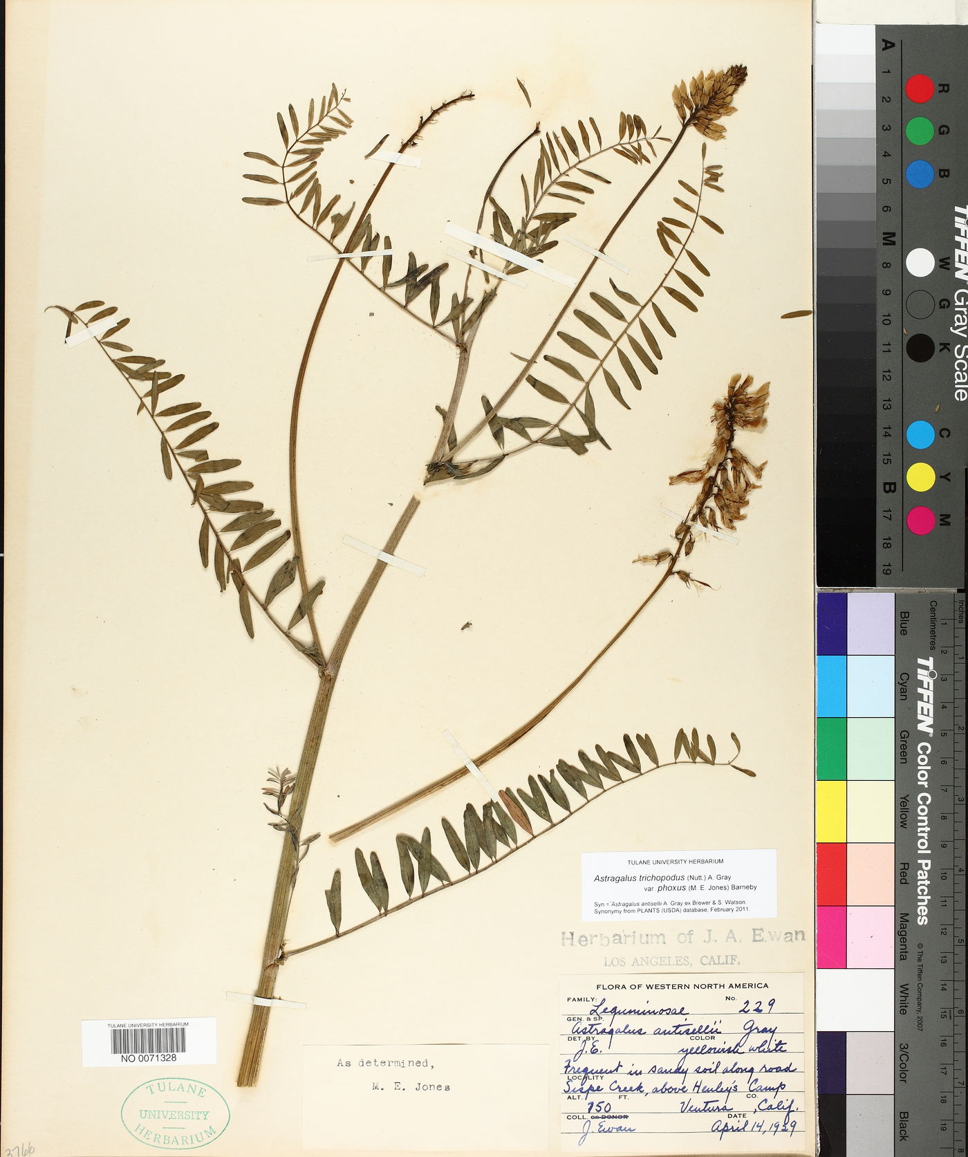 Astragalus trichopodus var. phoxus image