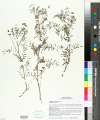 Astragalus vaccarum image