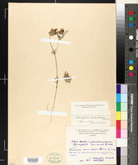 Astragalus cancellatus image