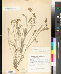 Image of Astragalus cancellatus