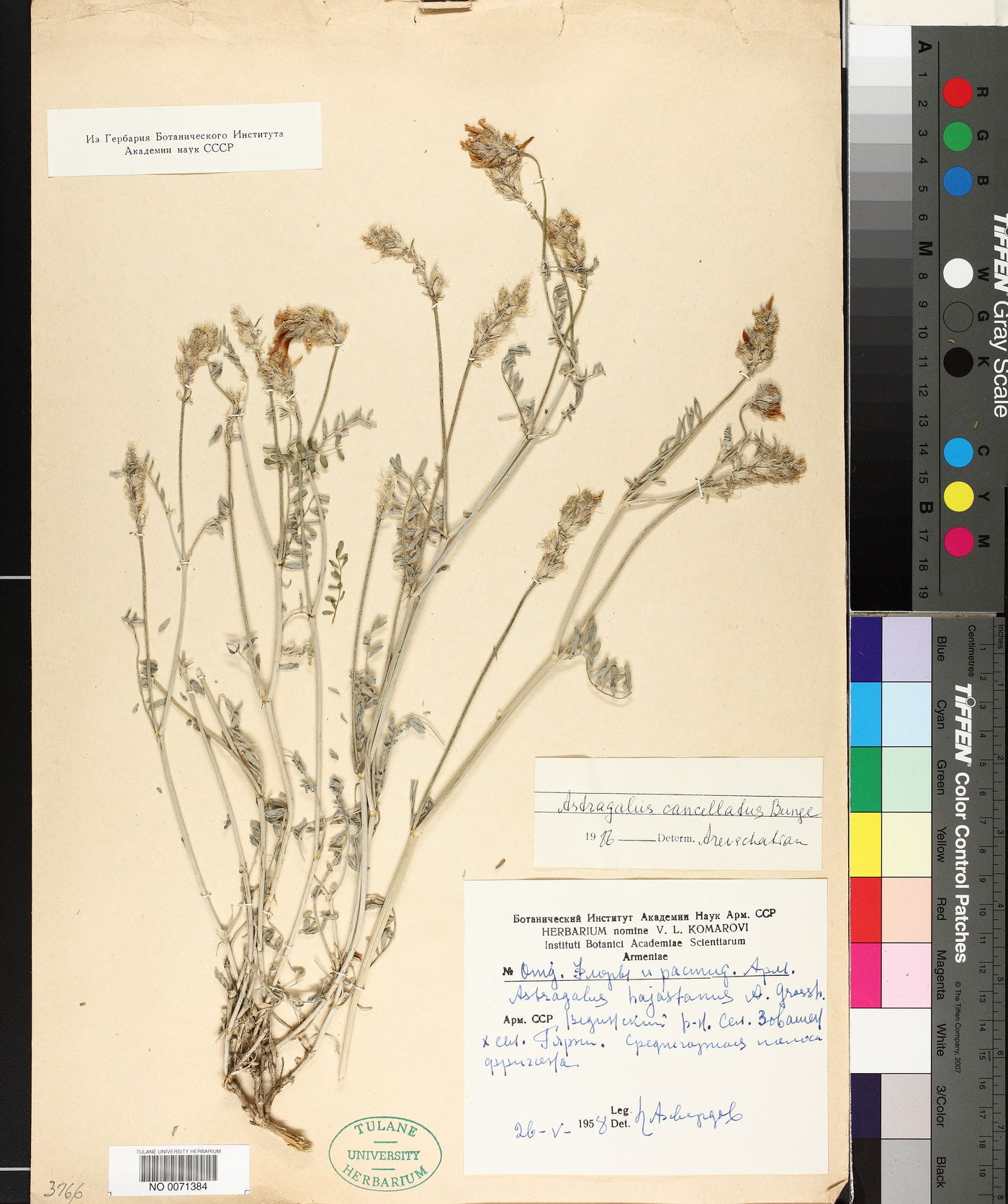 Astragalus cancellatus image