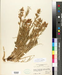 Oxytropis campestris var. gracilis image