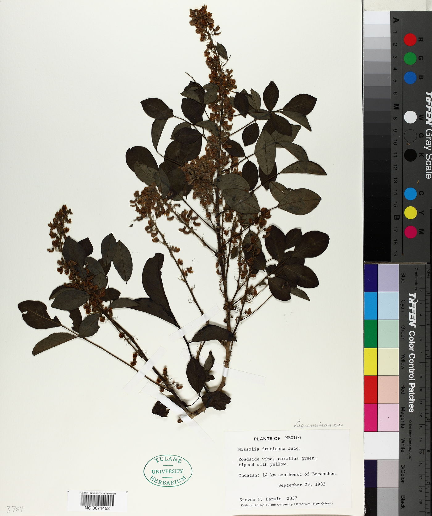 Nissolia fruticosa image