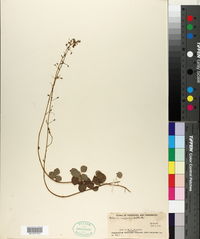 Desmodium marilandicum image