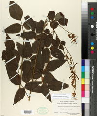 Desmodium cuspidatum image