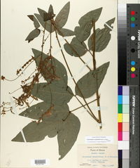 Desmodium cuspidatum image