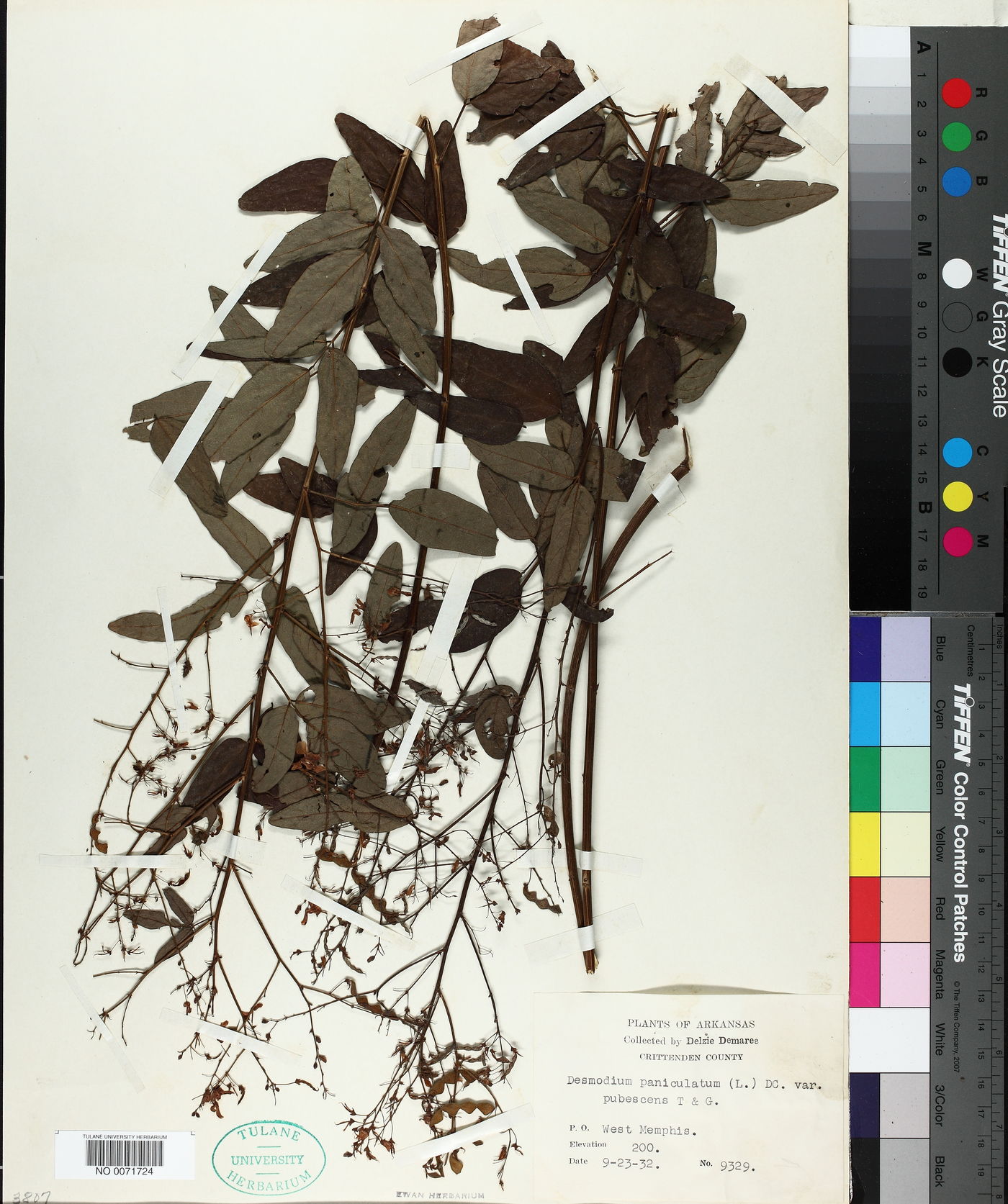 Desmodium paniculatum var. pubens image