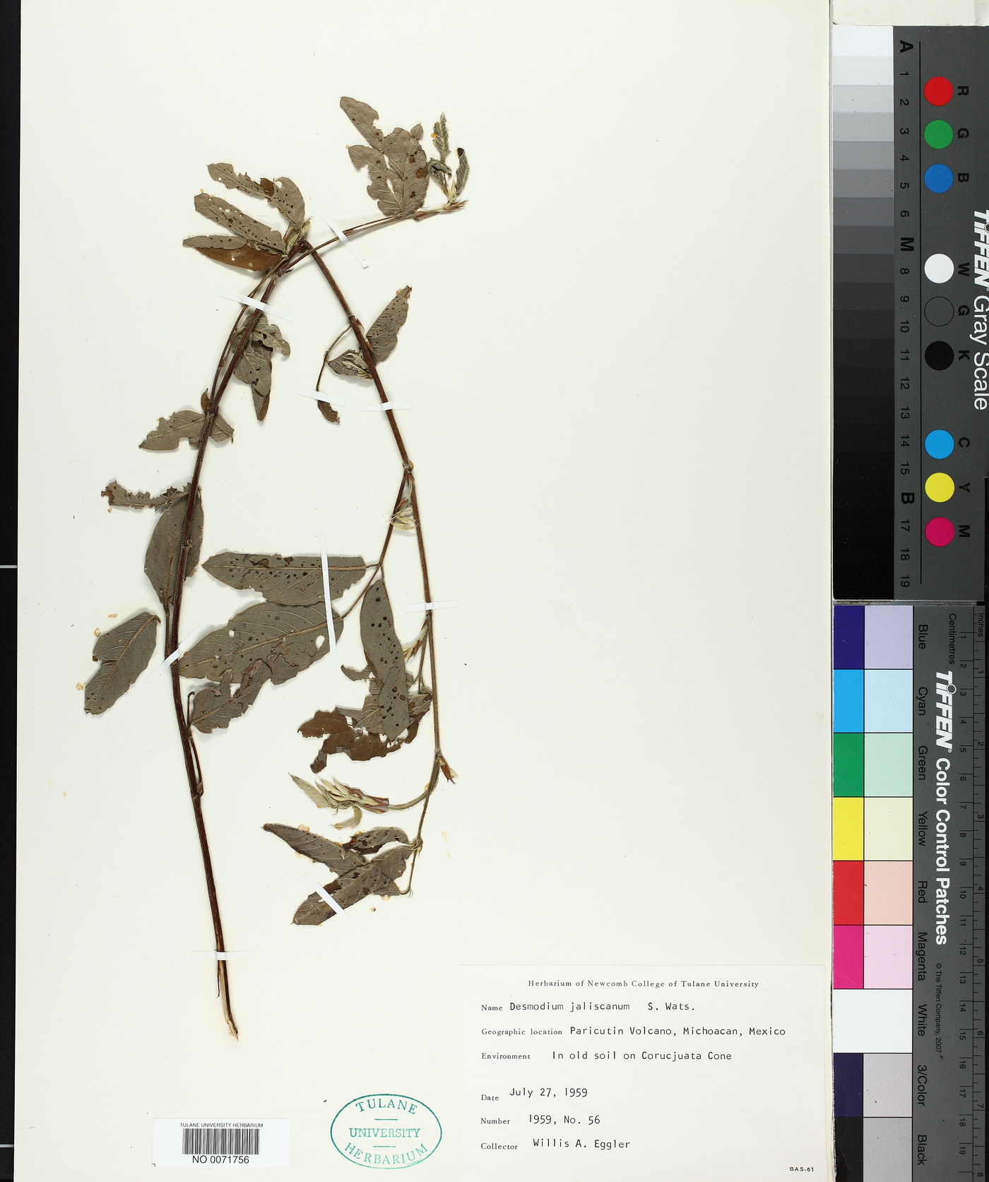 Desmodium jaliscanum image