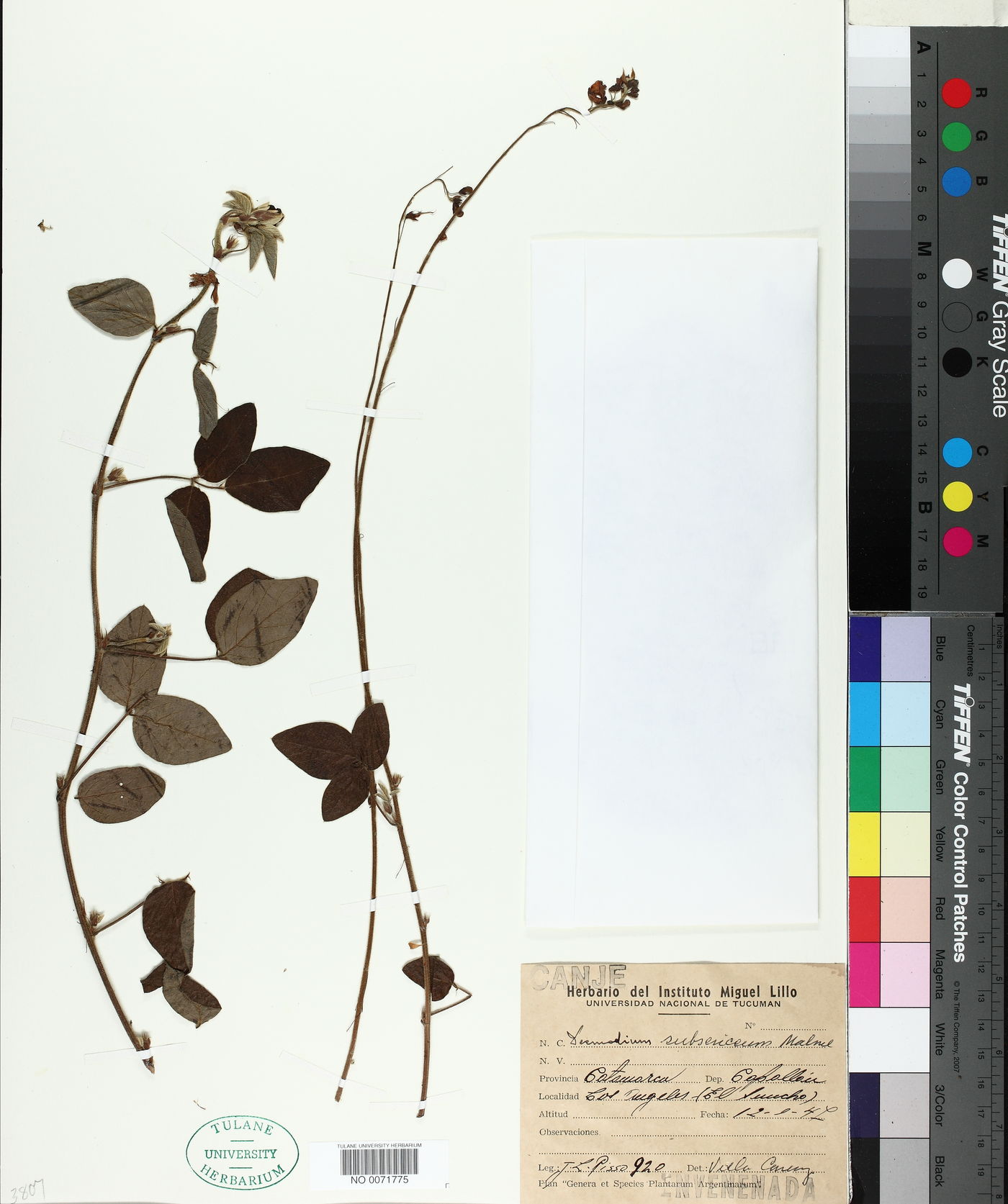 Desmodium subsericeum image