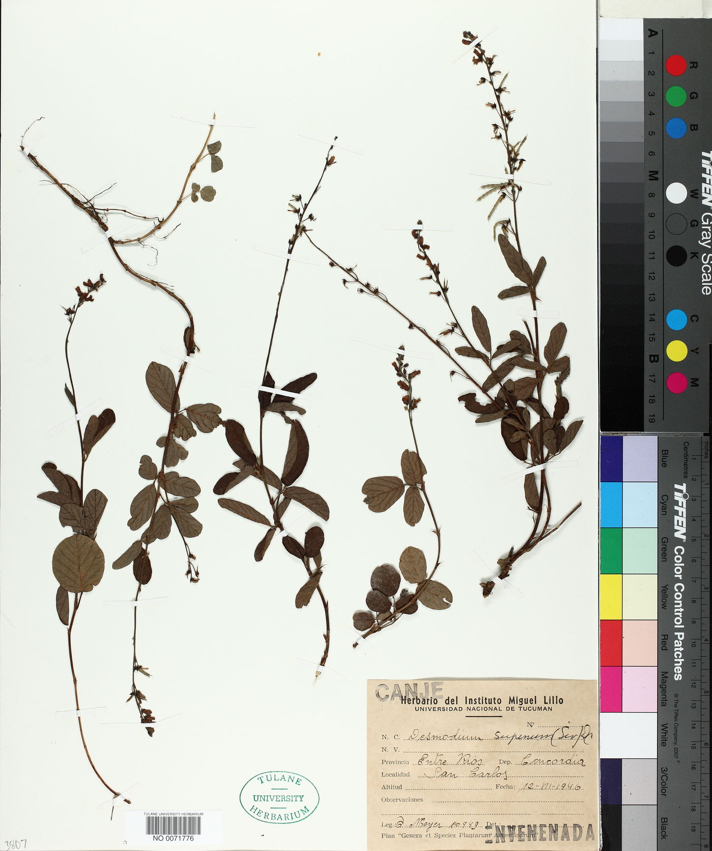Desmodium serpens image