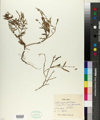 Alysicarpus glumaceus subsp. glumaceus image