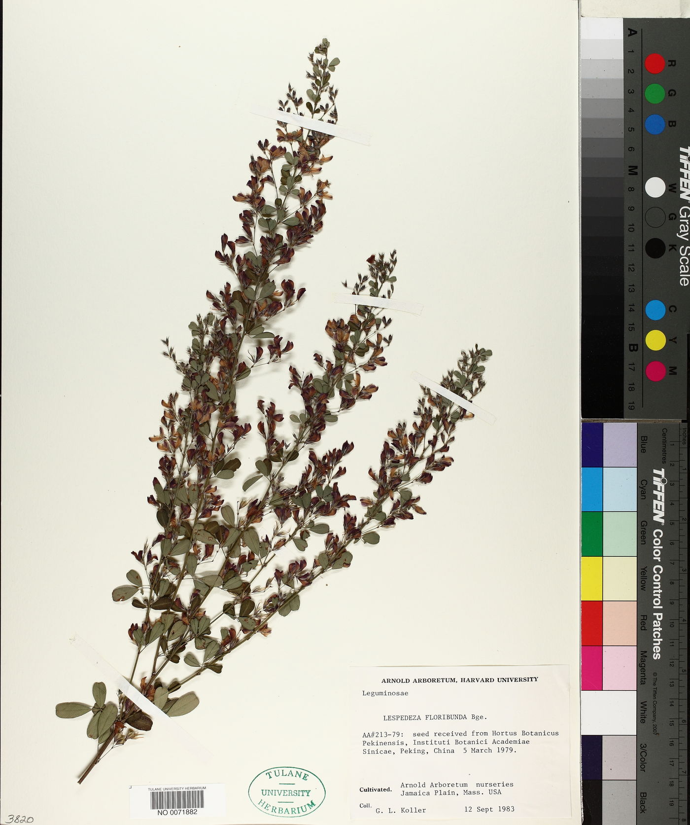 Lespedeza floribunda image
